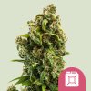 Royal Queen Seeds Sour Diesel, feminized (Balení 10 ks)