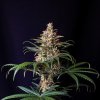 Royal Queen Seeds Shogun, feminized (Balení 10 ks)