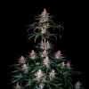 Royal Queen Seeds Shogun, feminized (Balení 10 ks)
