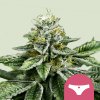 Royal Queen Seeds Sherbet Queen, feminized (Balení 10 ks)