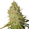 Royal Queen Seeds Special Kush #1, feminized (Balení 10 ks)