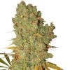 Royal Queen Seeds Special Kush #1, feminized (Balení 10 ks)