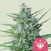 Royal Queen Seeds Special Kush #1, feminized (Balení 10 ks)