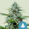 76632 royal queen seeds stress killer cbd automatic feminized autoflowering