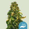 76635 royal queen seeds solomatic cbd feminized autoflowering