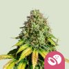 Royal Queen Seeds Somango XL, feminized (Balení 10 ks)