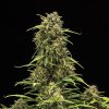 Royal Queen Seeds Sweet Skunk Automatic, feminized autoflowering (Balení 10 ks)