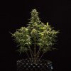 Royal Queen Seeds Sweet Skunk Automatic, feminized autoflowering (Balení 10 ks)