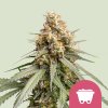 76650 royal queen seeds shining silver haze feminized
