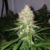 Royal Queen Seeds Shining Silver Haze, feminized (Balení 10 ks)