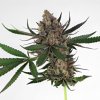 Royal Queen Seeds Sweet ZZ, feminized (Balení 10 ks)