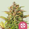 Royal Queen Seeds Sweet ZZ, feminized (Balení 10 ks)