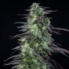 Royal Queen Seeds Skunk XL, feminized (Balení 10 ks)