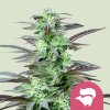 Royal Queen Seeds Skunk XL, feminized (Balení 10 ks)