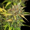 Royal Queen Seeds Sweet ZZ Automatic, feminized autoflowering (Balení 10 ks)