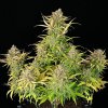 Royal Queen Seeds Sweet ZZ Automatic, feminized autoflowering (Balení 10 ks)