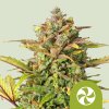 Royal Queen Seeds Sweet ZZ Automatic, feminized autoflowering (Balení 10 ks)
