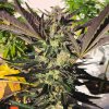 Royal Queen Seeds Wedding Gelato, feminized (Balení 10 ks)