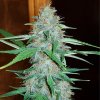 Royal Queen Seeds White Widow, feminized (Balení 10 ks)