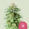 Royal Queen Seeds White Widow, feminized (Balení 10 ks)