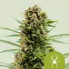 76674 royal queen seeds white widow automatic feminized autoflowering
