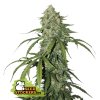 76725 seedstockers cbd 1 1 silver lime haze auto feminized autoflowering