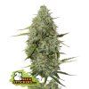 76743 seedstockers bcn critical xxl auto feminized autoflowering