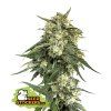 76749 seedstockers bcn critical xxl fast feminized fast
