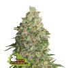 76755 seedstockers bcn critical xxl feminized