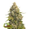 76779 seedstockers golden lemon haze feminized