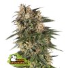 76797 seedstockers northern lights auto feminized autoflowering