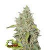 76803 seedstockers o g candy dawg kush auto feminized autoflowering