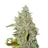76809 seedstockers o g candy dawg kush auto feminized autoflowering