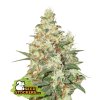 76824 seedstockers o g kush auto feminized autoflowering