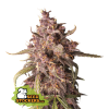 76848 seedstockers purple punch auto feminized autoflowering