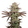 76869 seedstockers sticky fingers feminized