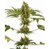 76911 sensi seeds sensi 34 cbd sensi auto cbd feminized autoflowering