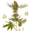 76914 sensi seeds sensi 41 cbd swiss dream x skunk 1 auto feminized autoflowering