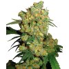 Sensi Seeds Big Bud, feminized (Balení 10 ks)