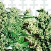 76950 sensi seeds feminizovany mix feminized