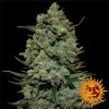 Barney´s Farm Cookie Casket, feminized