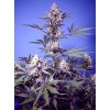 76989 sweet seeds mental rainbow f1 fast feminized