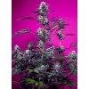 76995 sweet seeds auto studio 54 stardust feminized autoflowering