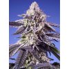 Sweet Seeds Auto Permament Jealousy XL, feminized autoflowering (Balení 5+2 ks)