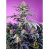 Sweet Seeds Monster Maker, feminized (Balení 5+2 ks)