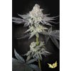 77133 paradise seeds emerald envy limited edition feminized 5ks
