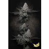 77136 paradise seeds chem cake limited edition feminized 5ks