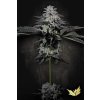 77139 paradise seeds tropicana crush limited edition feminized 5ks