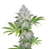 77925 fair seeds white widow fast feminized