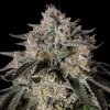 77928 silent seeds cherry essence feminized